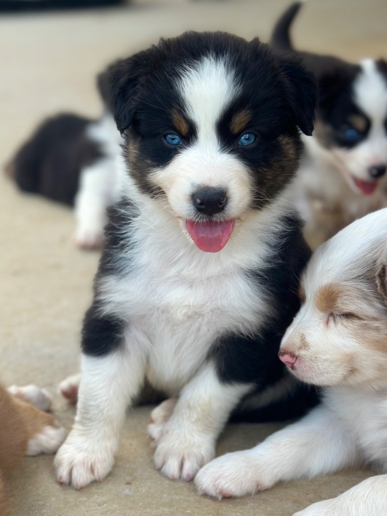 au Royaume des Jolies Perles - Chiots disponibles - Berger Australien