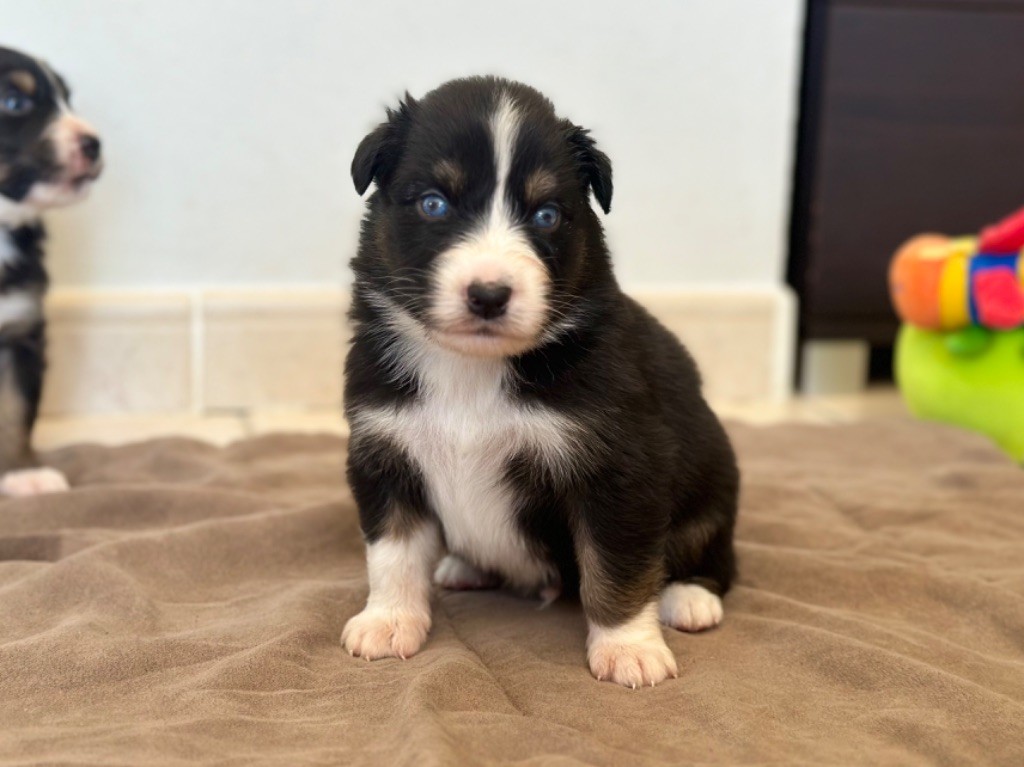 au Royaume des Jolies Perles - Chiots disponibles - Berger Australien