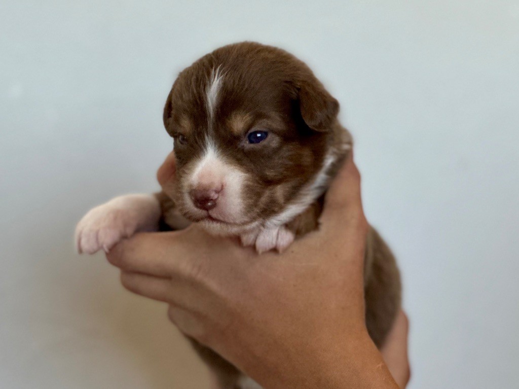 au Royaume des Jolies Perles - Chiots disponibles - Berger Australien