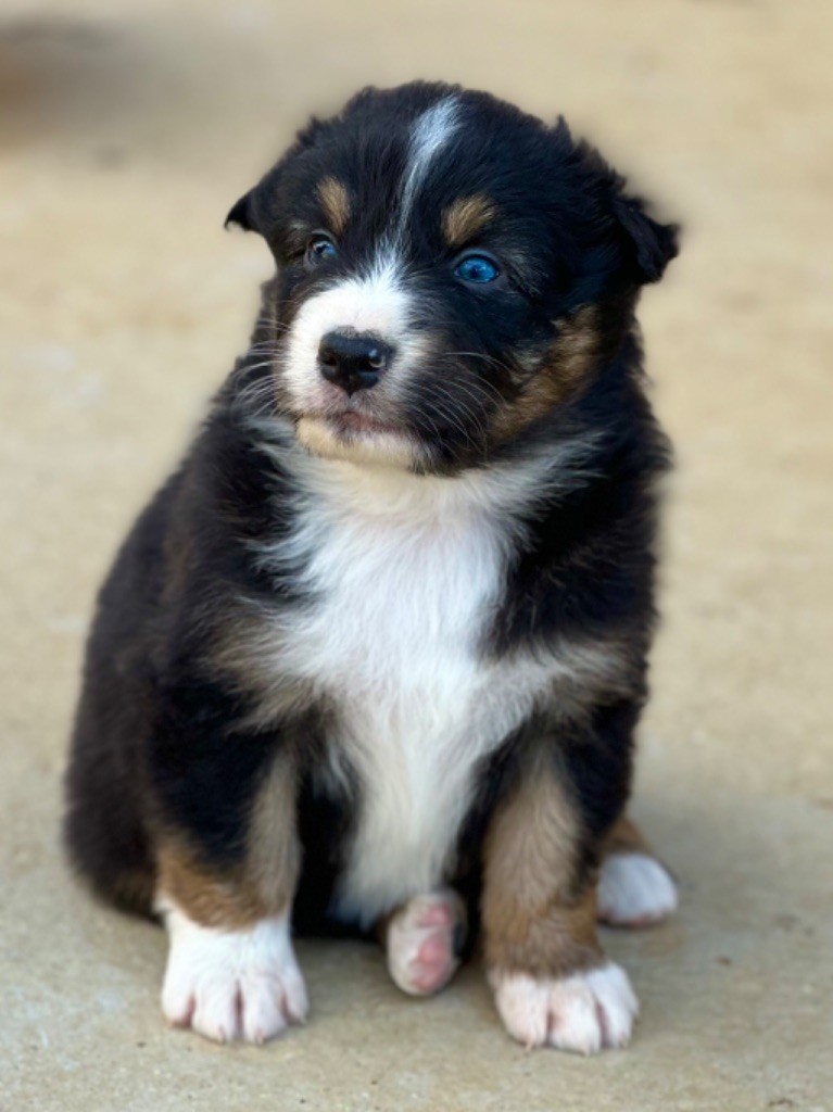 au Royaume des Jolies Perles - Chiots disponibles - Berger Australien